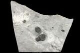 Awesome Bellacartwrightia & Eldredgeops Trilobite Plate - NY #130684-1
